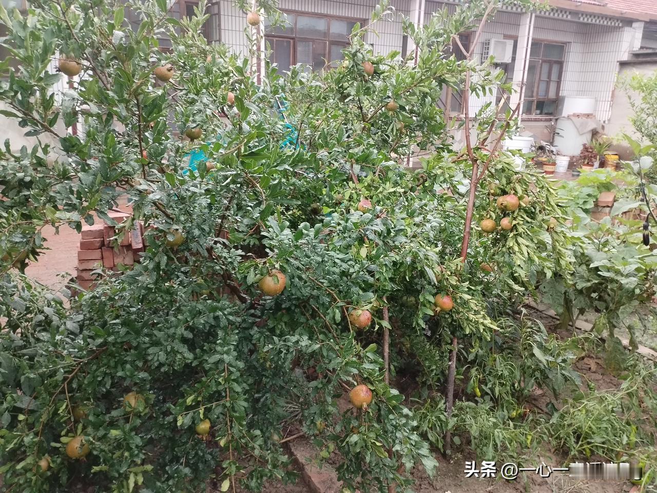 大部分农家院子里，都种石榴树，有酸的有甜的，寓意家庭幸福美满，多子多福多寿！