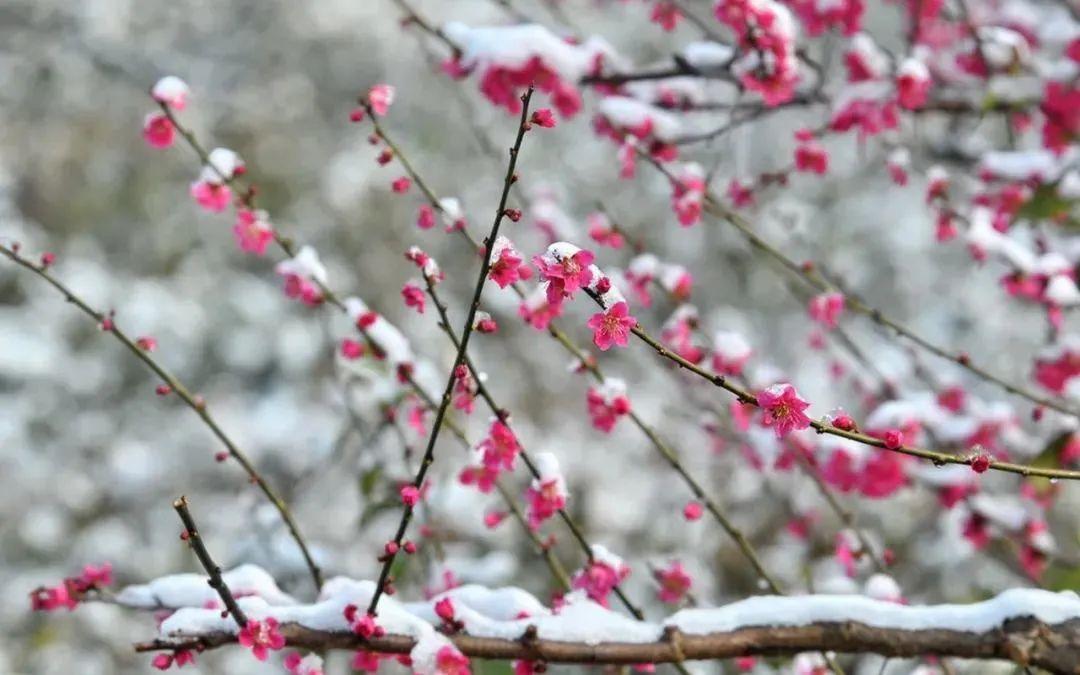 《颂冬，盼春》
 
一场大雪过后
窗外，是满目的银白
整个世界像穿上了一件厚大的