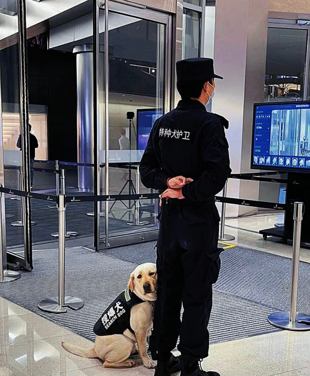 地铁里的“被迫营业”的可爱警犬，各种各样的偷懒姿势，是不是像极了周一上班的你[困