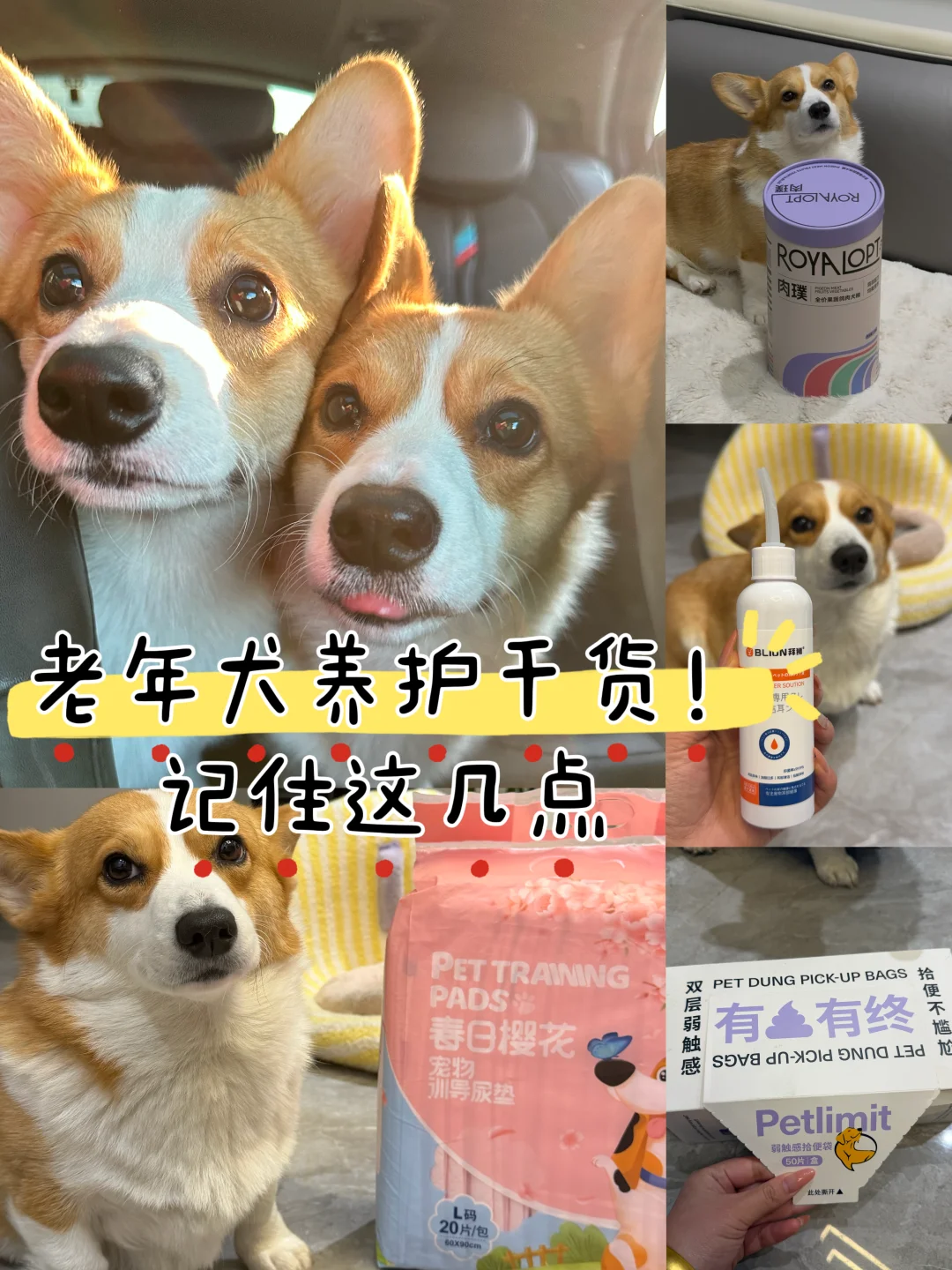 老年犬养护干货！记住这几点狗狗更长寿