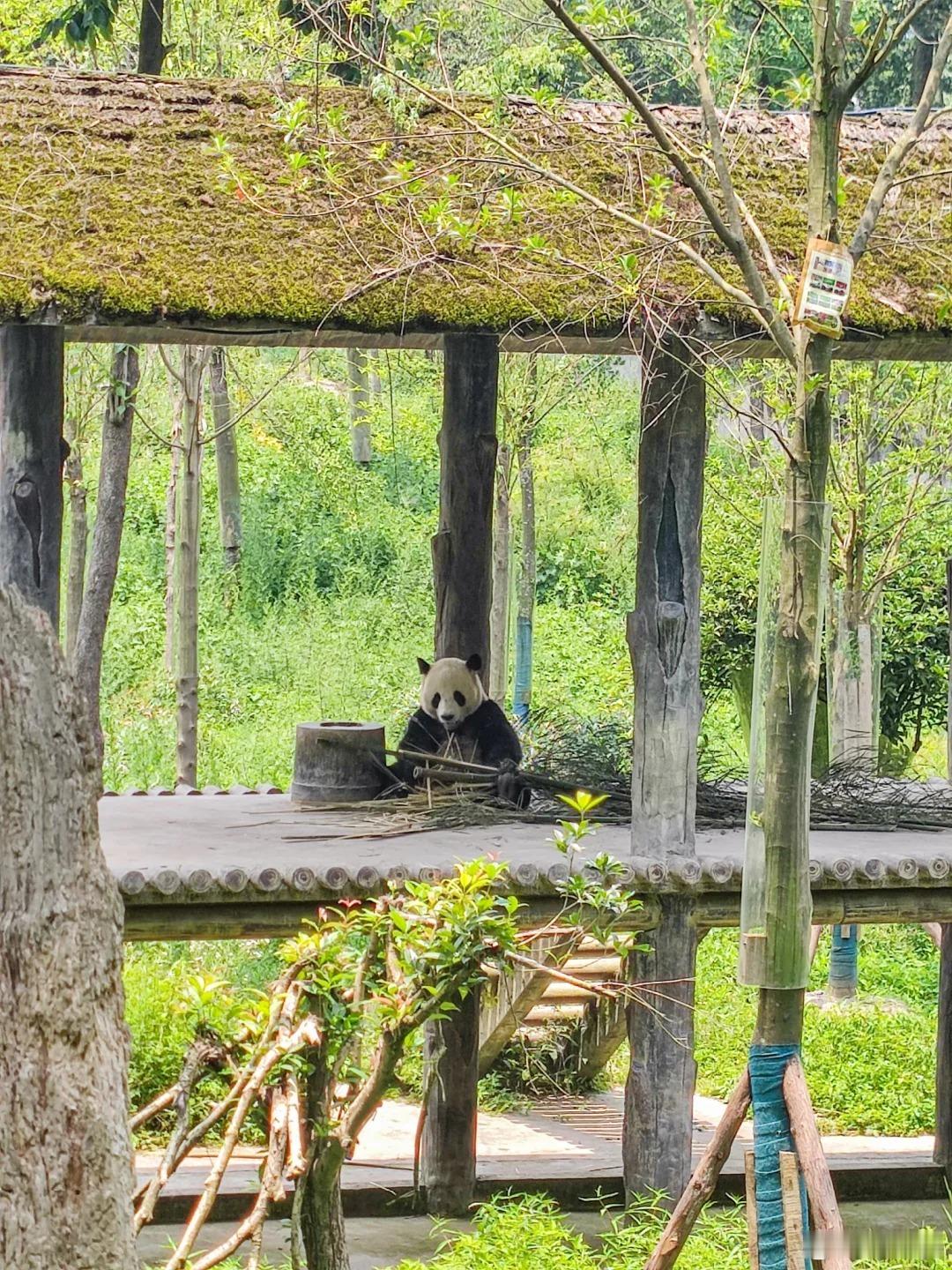不想五一到处人挤人，就来雅安奔赴熊猫之约！遍地可爱国宝，风光温润景色宜人，慢悠悠