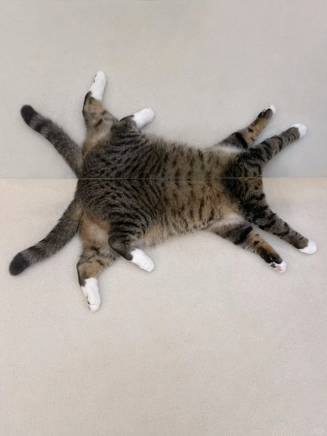 想知道这种八爪猫现在还有市场吗？