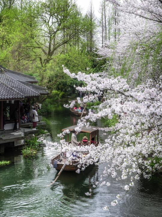 杭州樱花季🌸这条西湖赏樱路线，爆🔥朋友圈