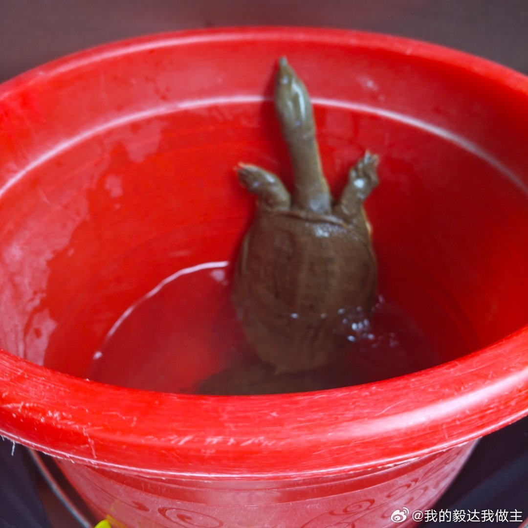 红盆浅水里，小甲鱼探头张望，四爪微扬，像在打招呼。生命简单又生动，静默中自有力量