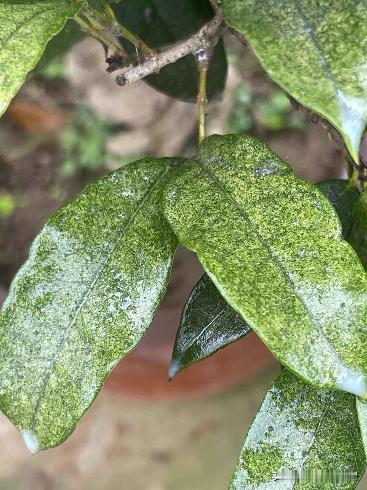 植物上长红蜘蛛了，请问怎么根治喷施阿维菌素，或者哒螨灵两种，都是专治红蜘蛛的药，