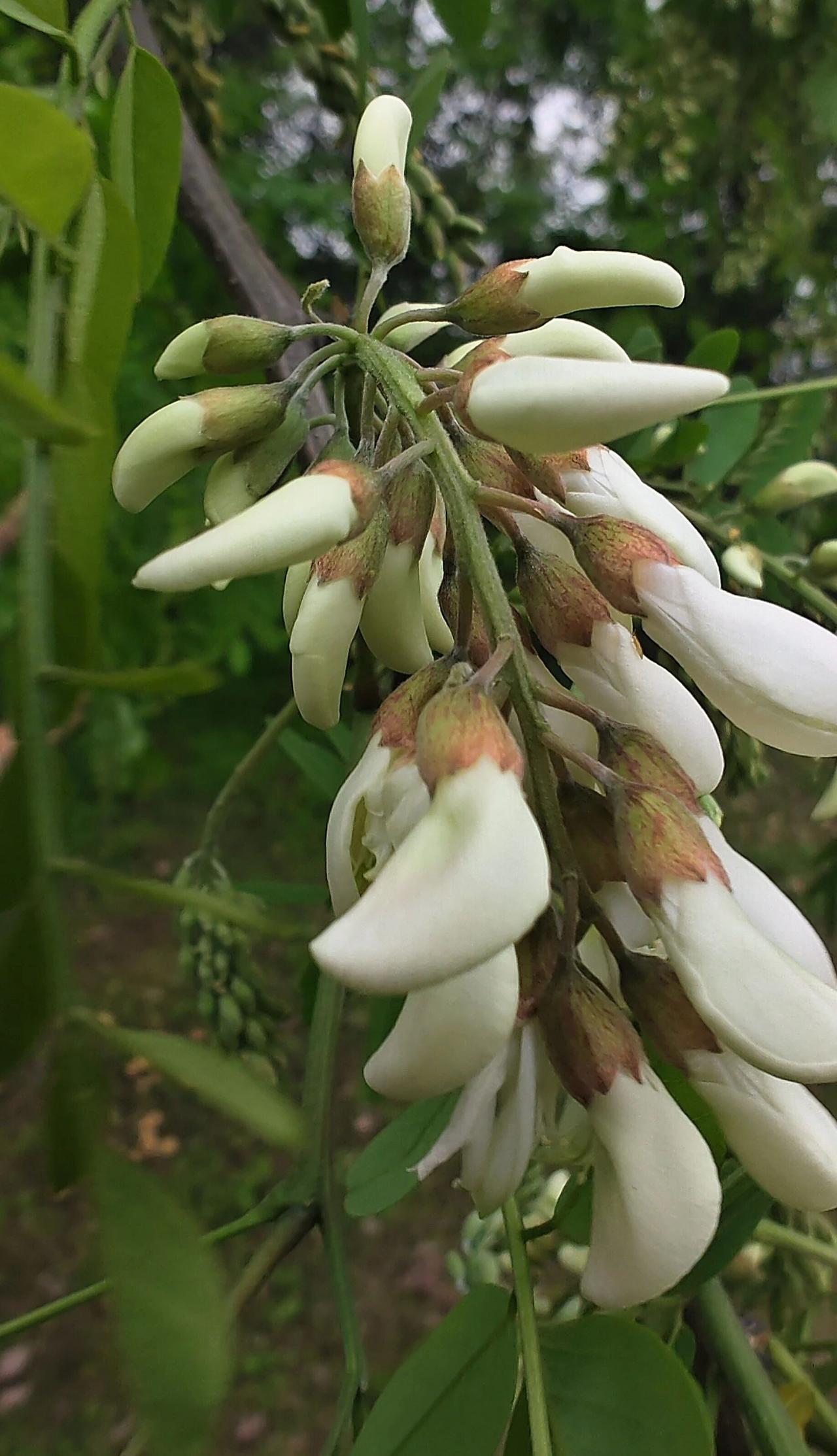 春日生活打卡季今年的洋槐树花卖的真贵呀，并且也不多，有人带着半袋儿，一张嘴就要6