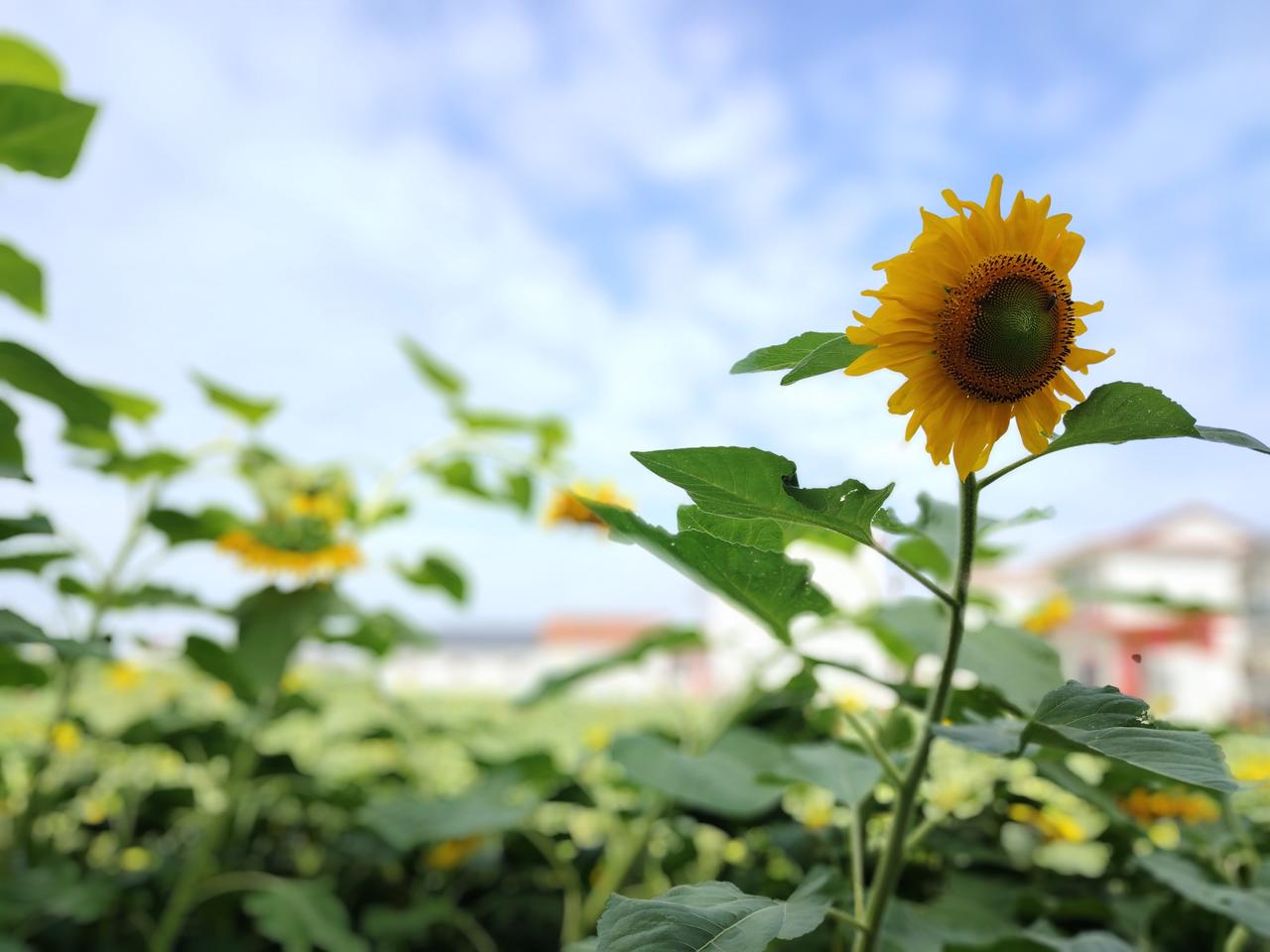 仲夏时节的向日葵🌻
田园风向日葵
