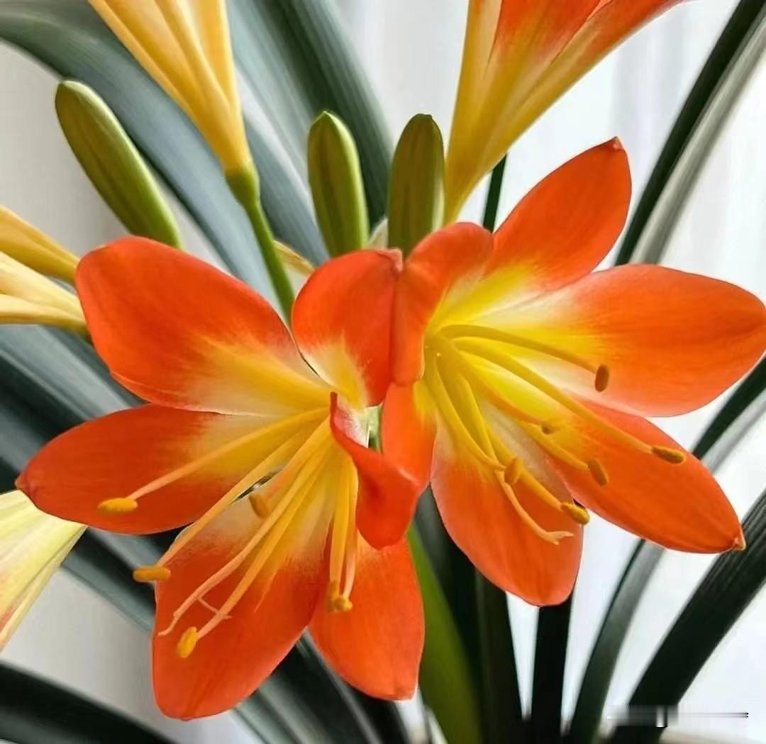 2024龙年到，这三种花最好别乱送人，小心送走“好运气”！

有三种花，千万不可