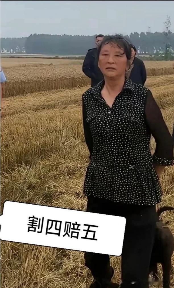 前有“提灯定损”，现有“割四赔五”！
    小两口，不远千里开着收割机，抢在“