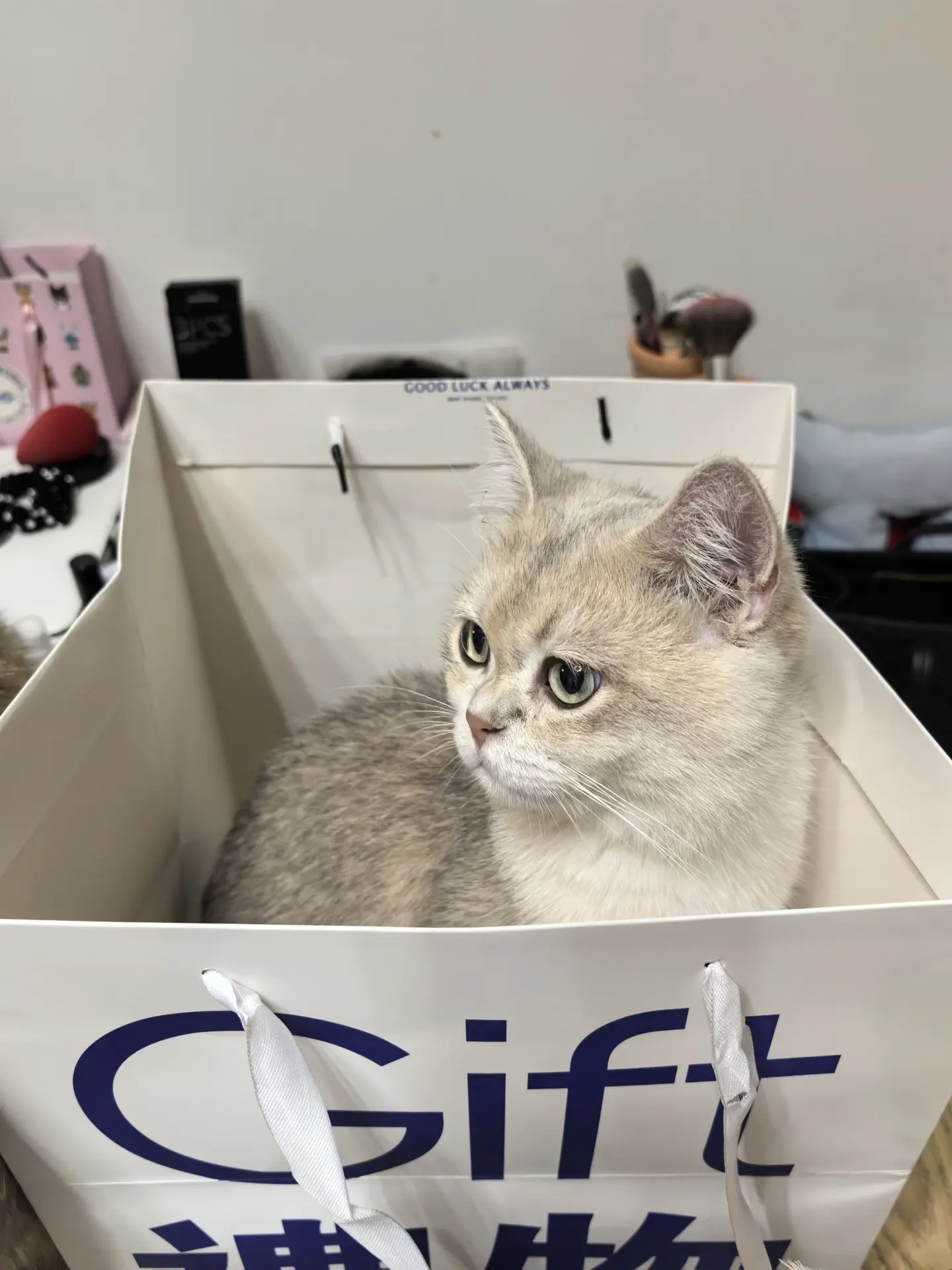 有镜头感的小猫 小猫咪能有什么坏心思它只想被爱 铲屎官的乐趣 谁家小猫...