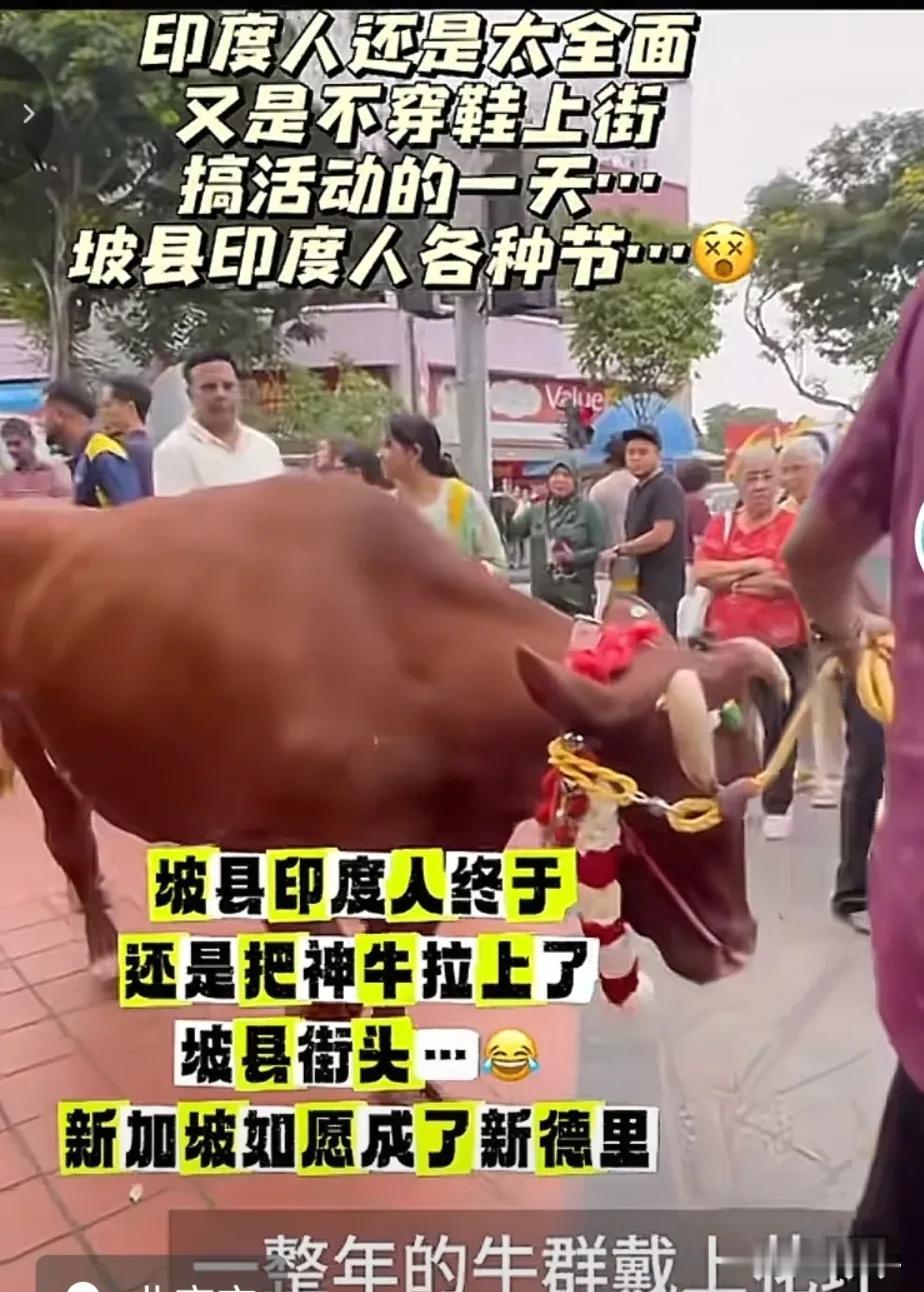 坡县可能要变成坡邦了！现在新加坡彻底沦为了印度人的天堂，新加坡的印度裔人口达到了