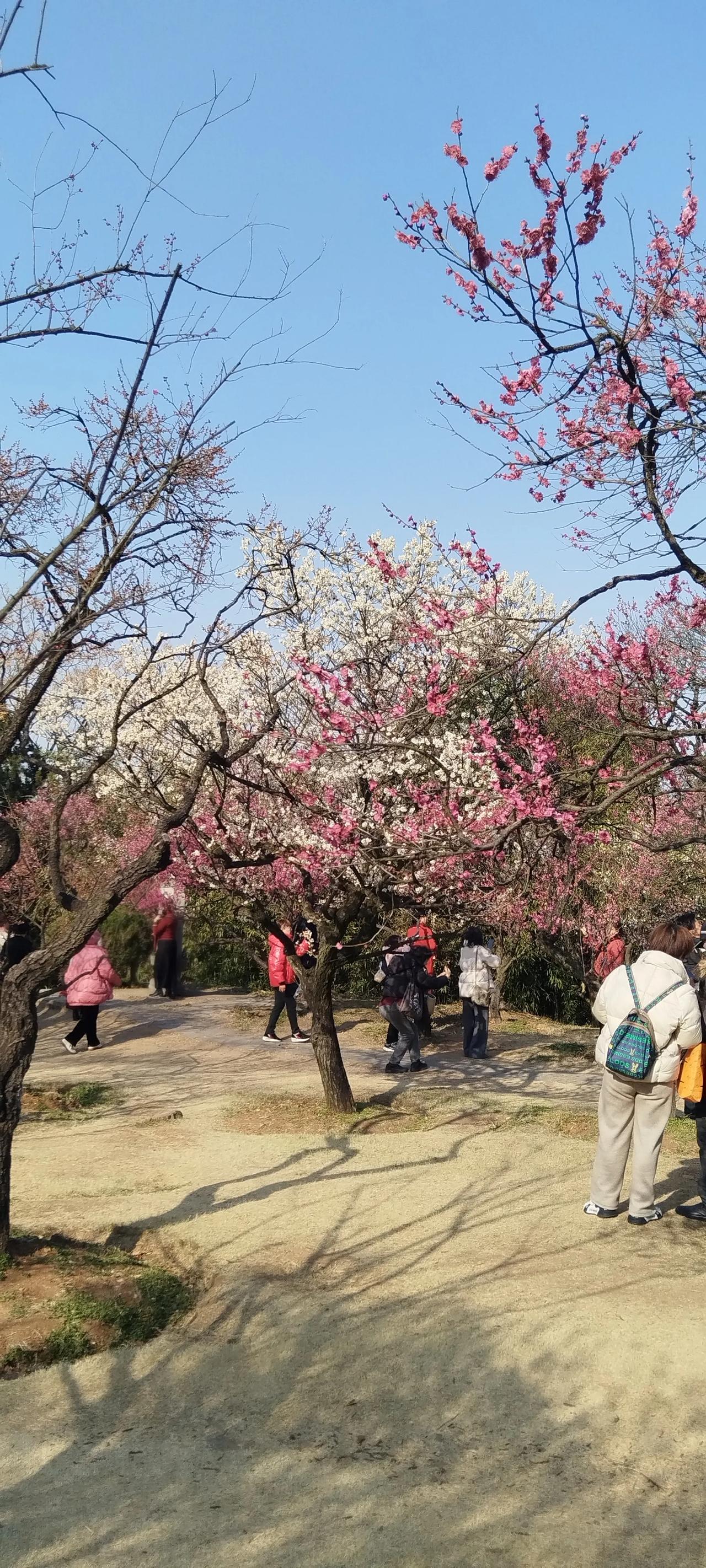 今天上午我游览了南京市的梅花山，那是个非常美丽的地方。那里植梅的面积达1533亩