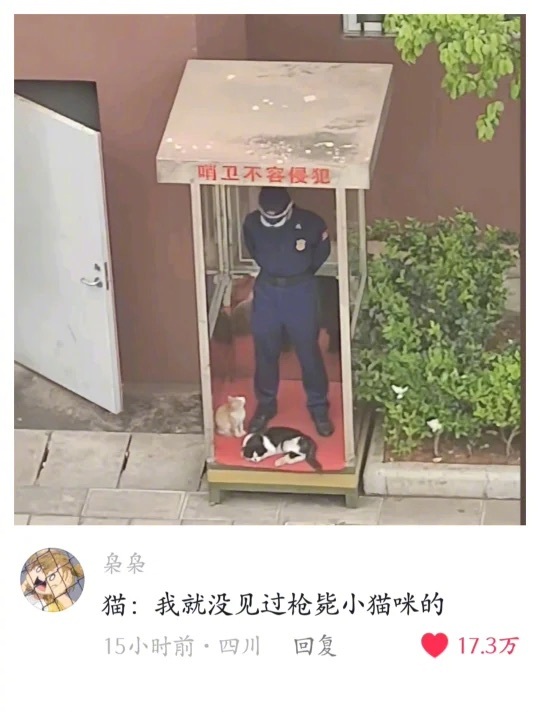 我就没见过枪毙小猫的 