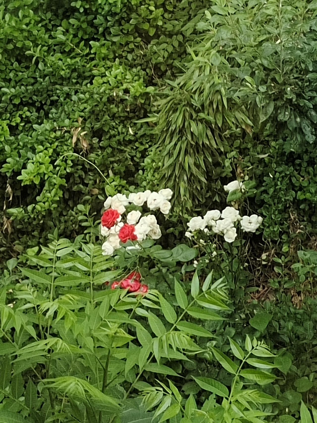 我认为不会，我不喜欢所有假的东西，这可能是我的精神洁癖。

我看到头条上的AI制