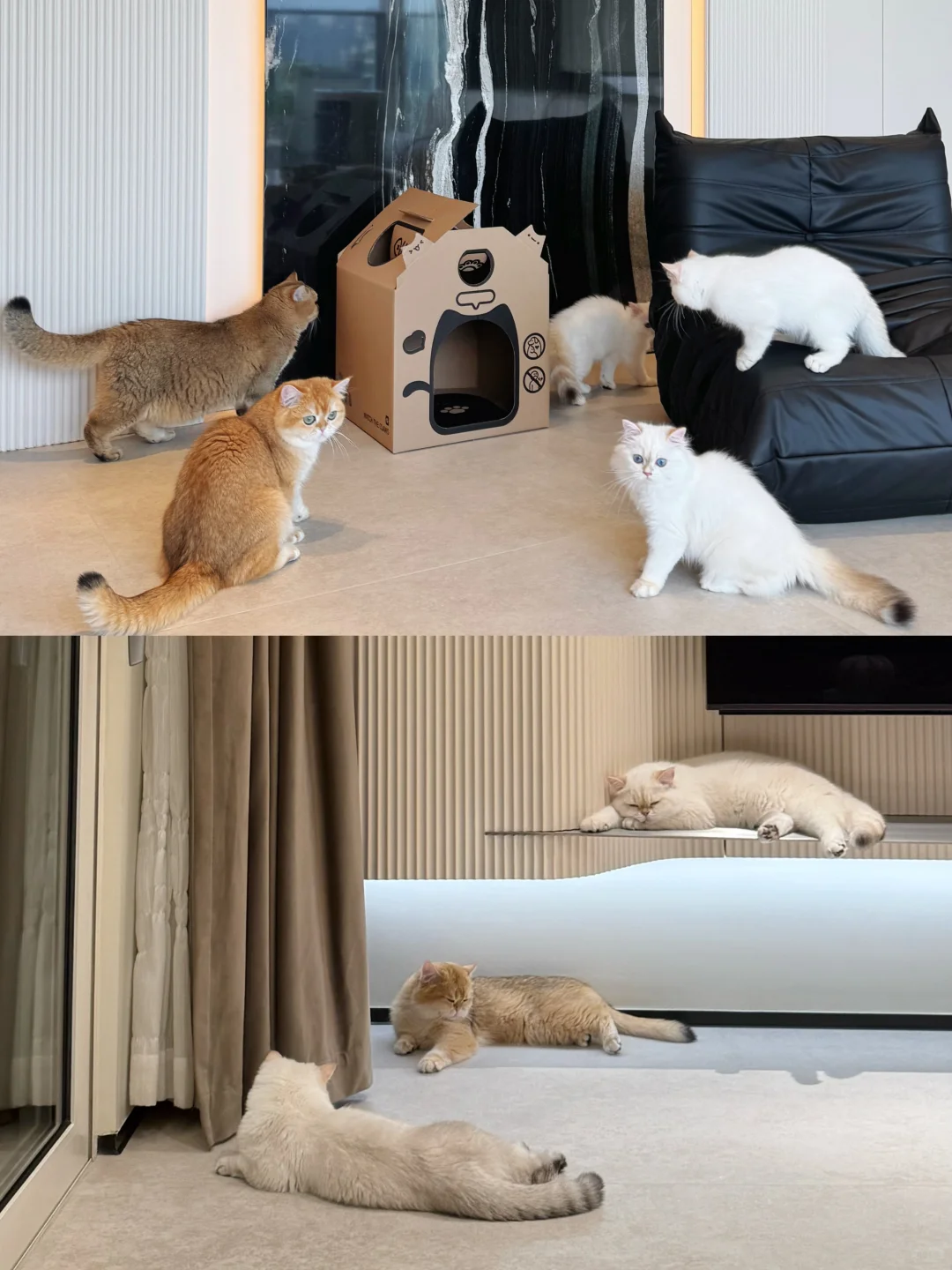 多猫家庭要养好每只猫，你有压力吗？