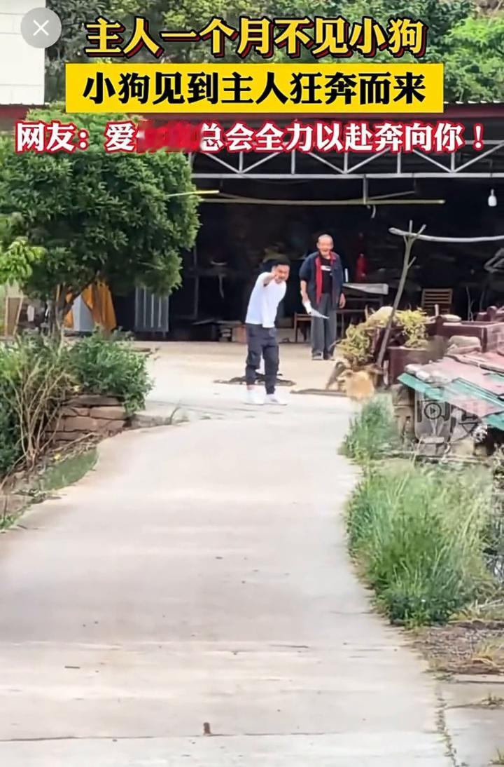主人一个月不见小狗，小狗见到主人狂奔而来。
网友：爱你的总会全力以赴奔向你！近日