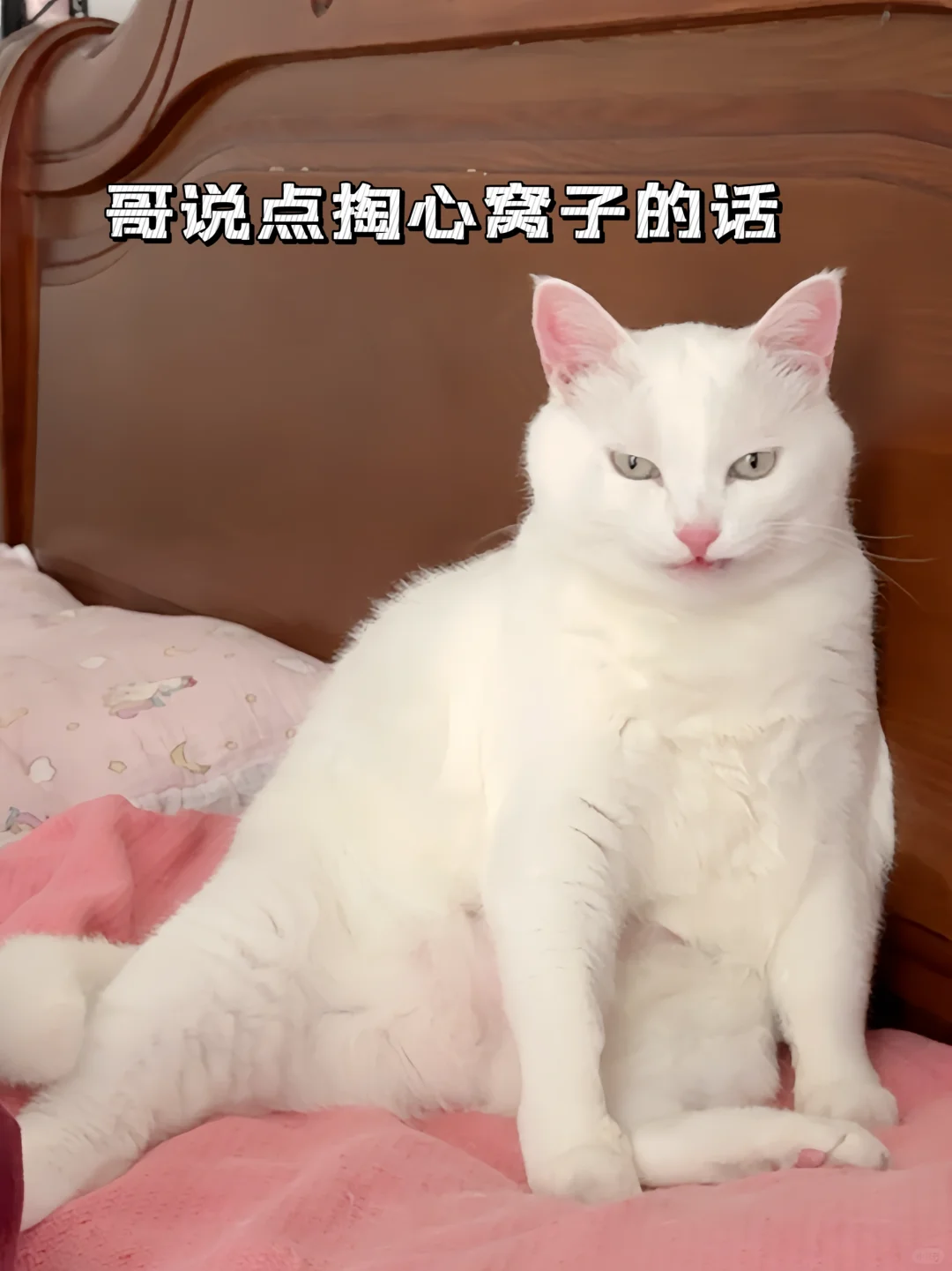 猫也会猫毛过敏吗？