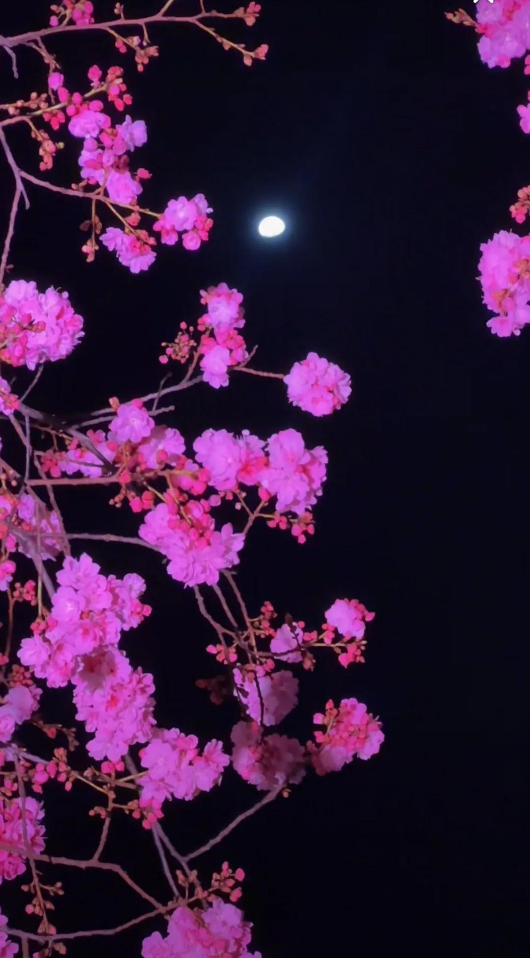 夏日生活打卡季在家冻了满满一冰箱冰棒，从绿豆沙到巧克力味，每天选一支当饭后甜点，