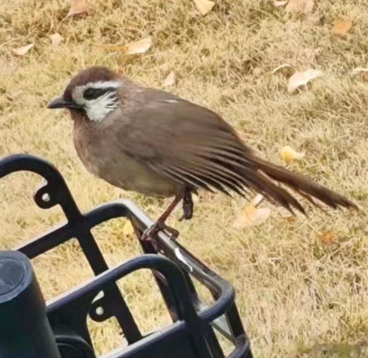 #鸟粉投稿# 学校发现的【白颊噪鹛】它另外一只腿好像受伤了，看着也很难恢复了生存