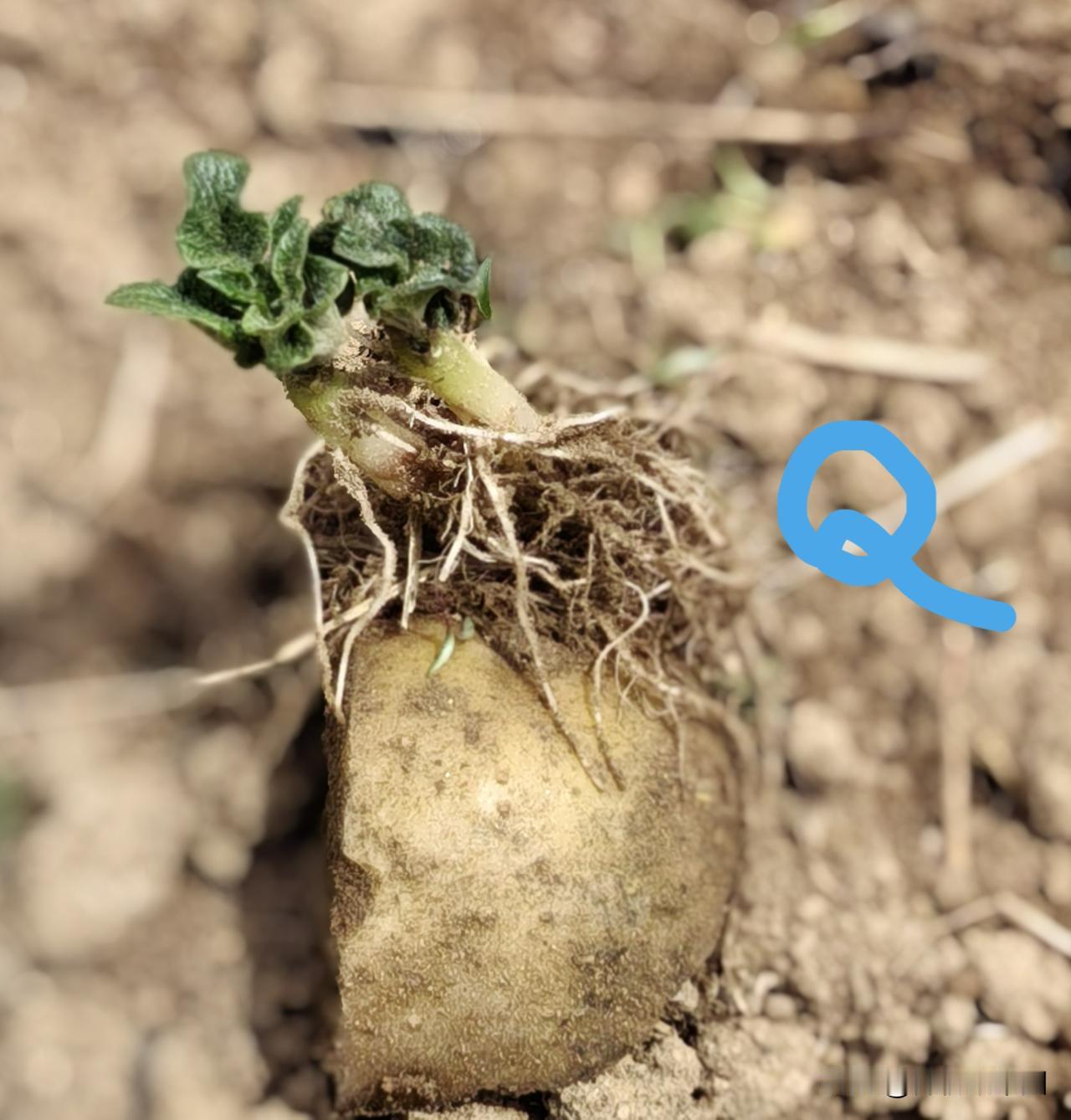 土豆定苗，要“掐”要“剪”，不能“掰”更不能“拔”

有菜友问，土豆发了好几棵芽