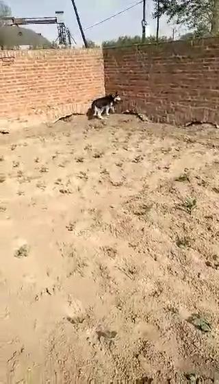 没想到吧，就我也没想到。