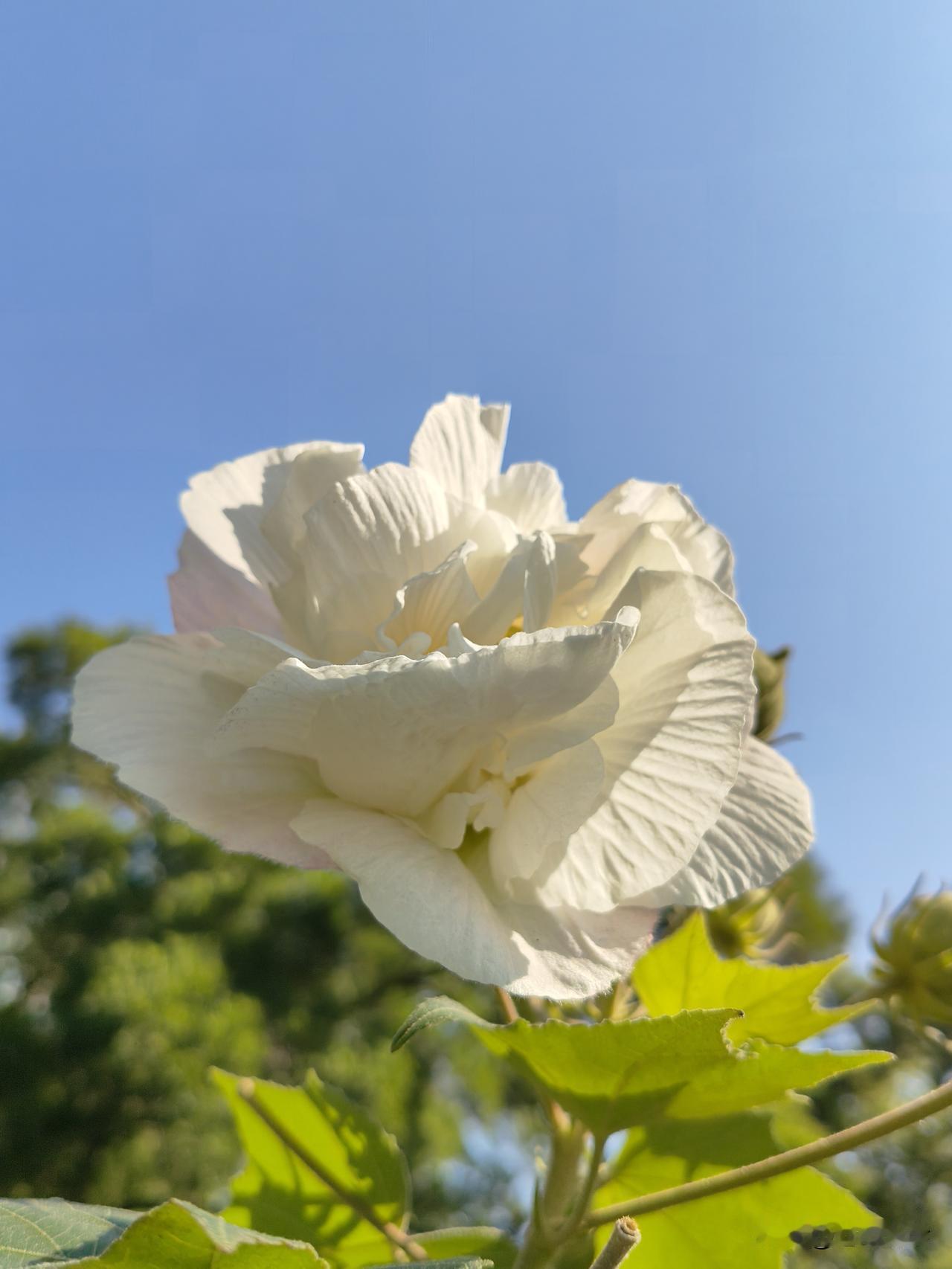 芙蓉花的美还在味道上，小时候中午饭没菜，摘朵花，打一个汤，撒上几粒盐，入口嫩滑，