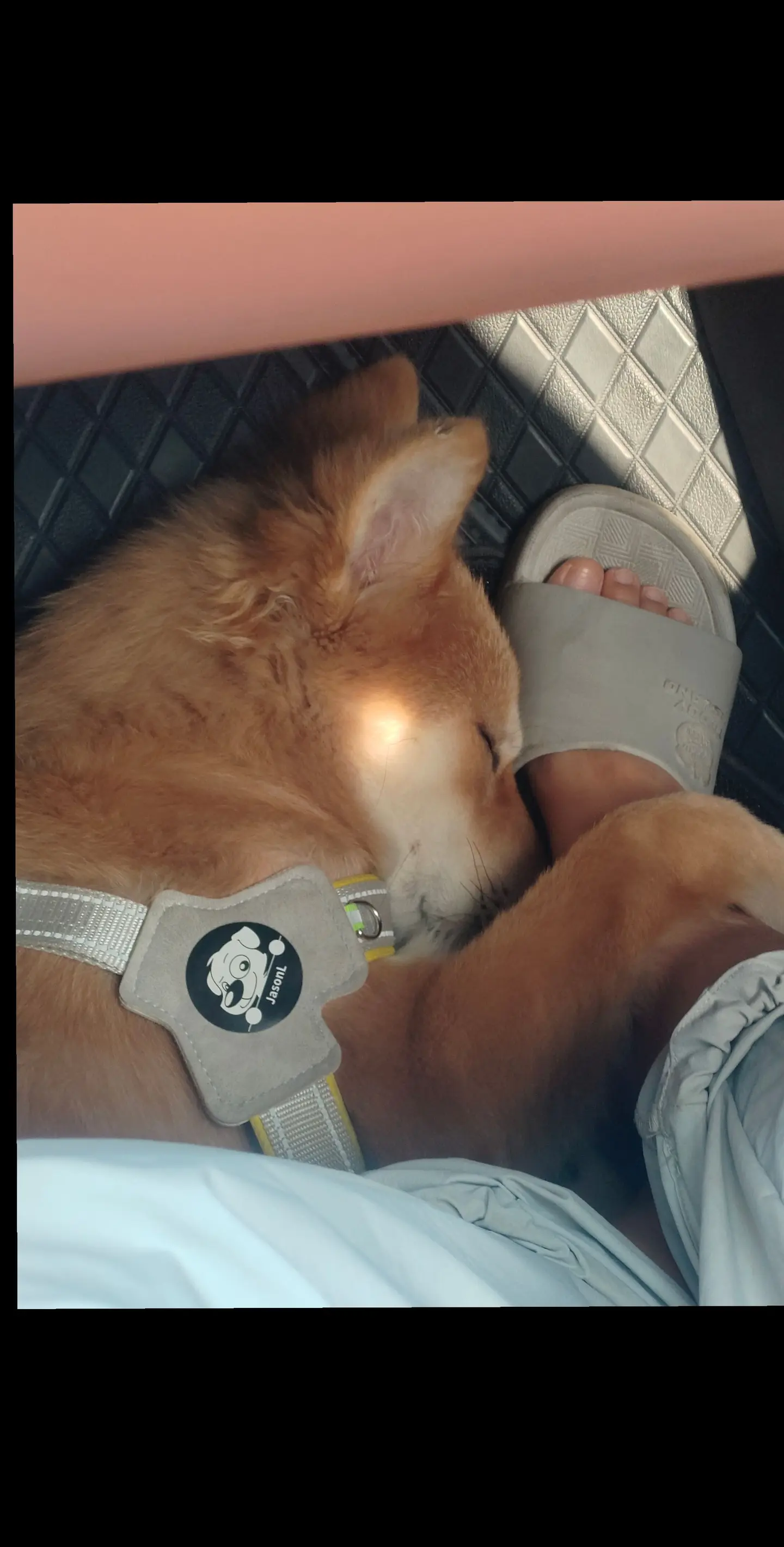 萌化了。如果我一颗心被你俘虏