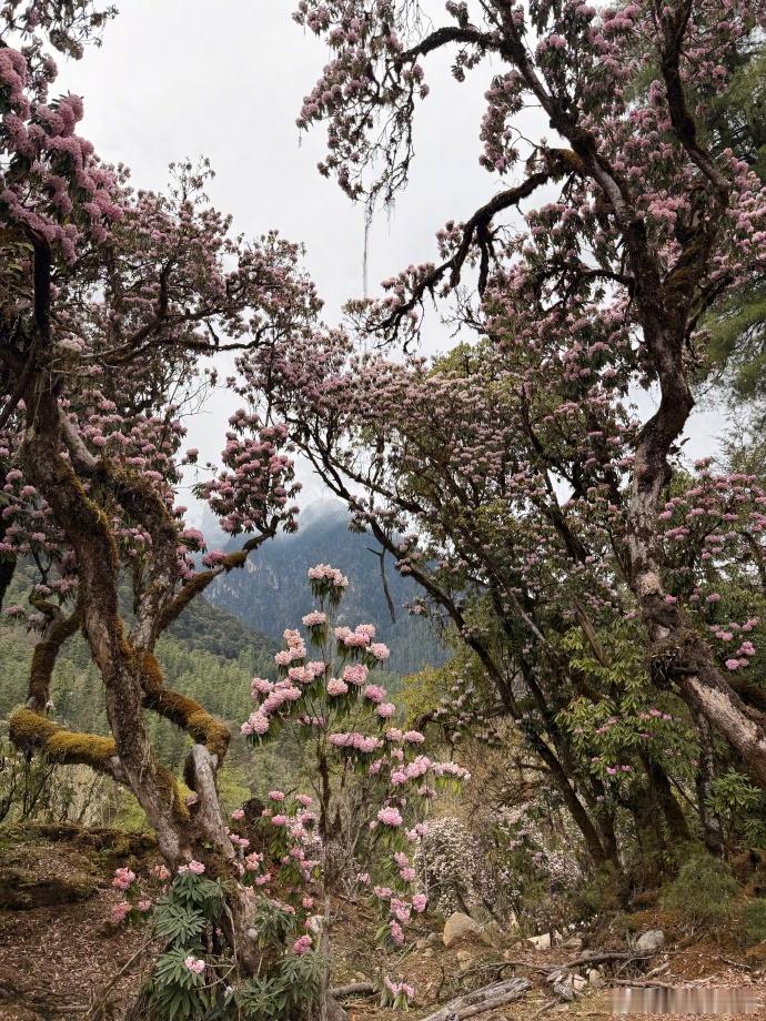这杜鹃的确好看 
