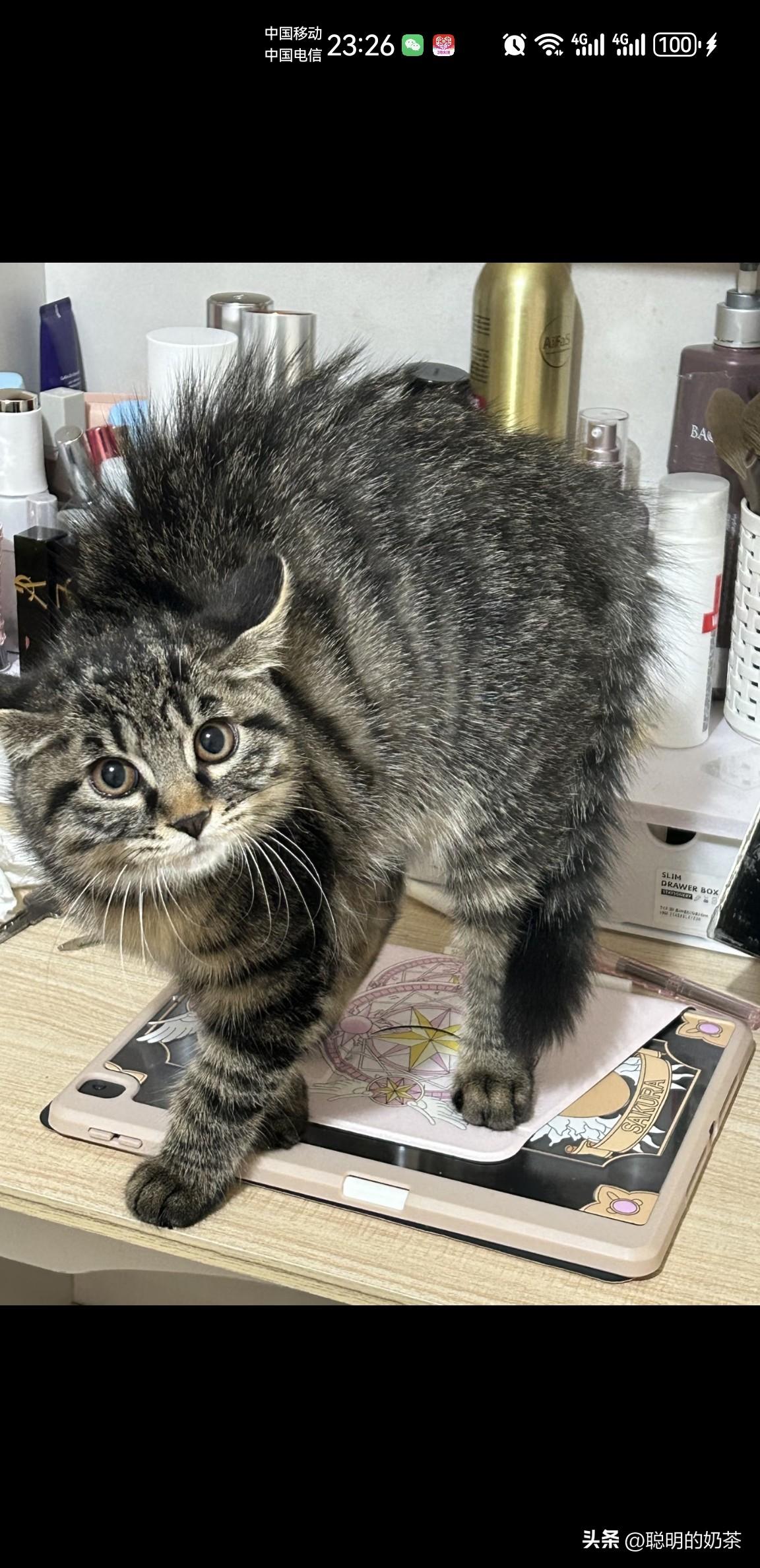 什么情况怎么还炸毛了，吓我一跳！