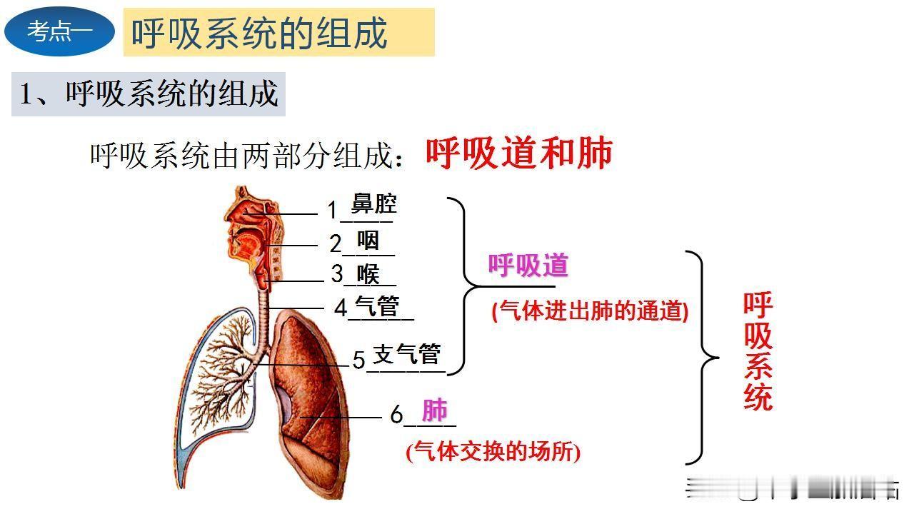 📚七年级生物满分秘籍来啦😎 
      家长们，孩子背生物知识点总是记不住