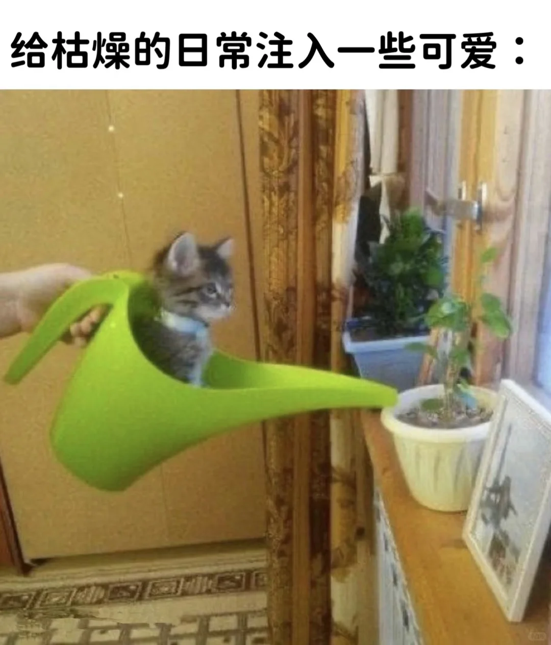 今日份的猫猫梗图