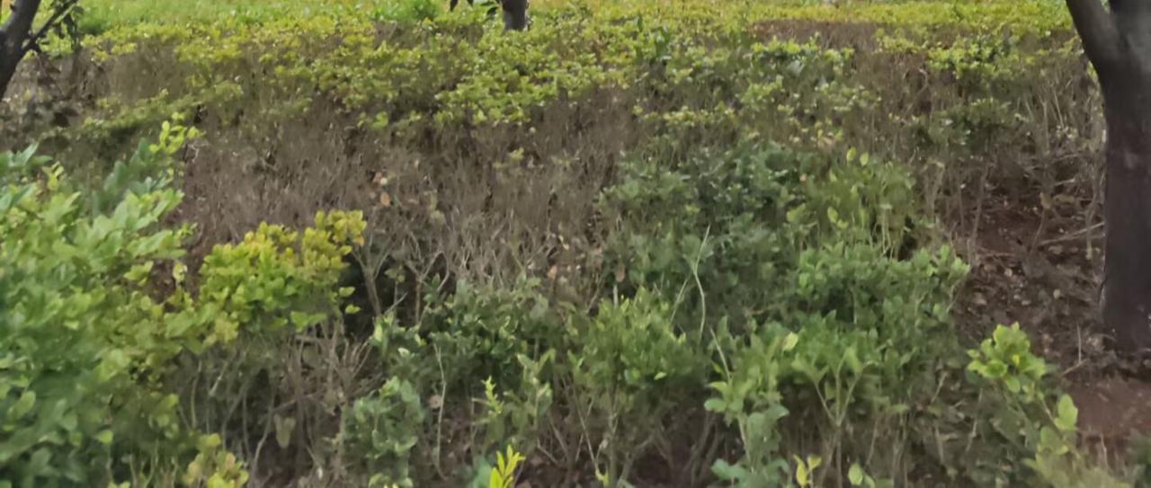 静看花草