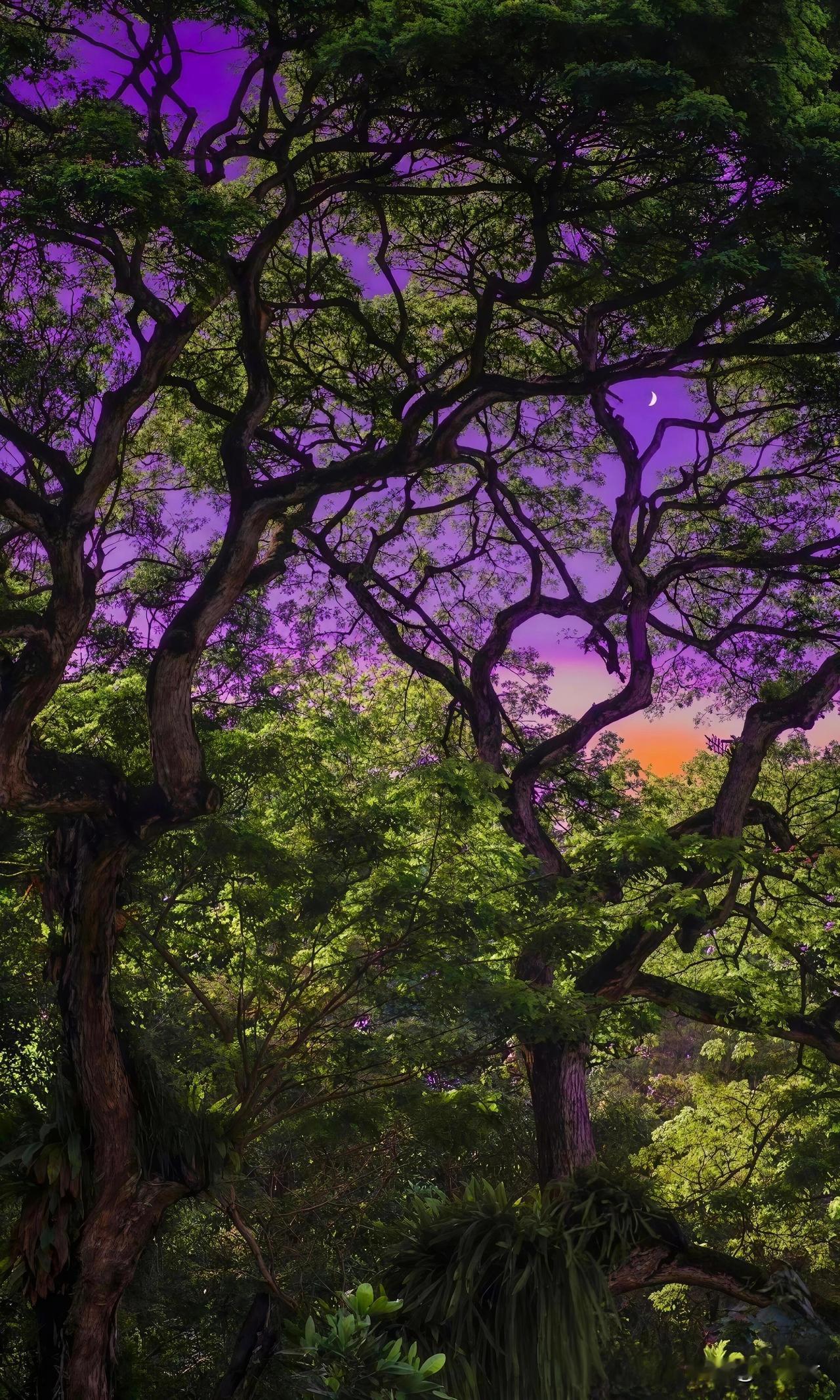 春日生活打卡季抬头，赴一场紫霞与树的约会！刷到这组紫霞树，接住一整年的好运气！原