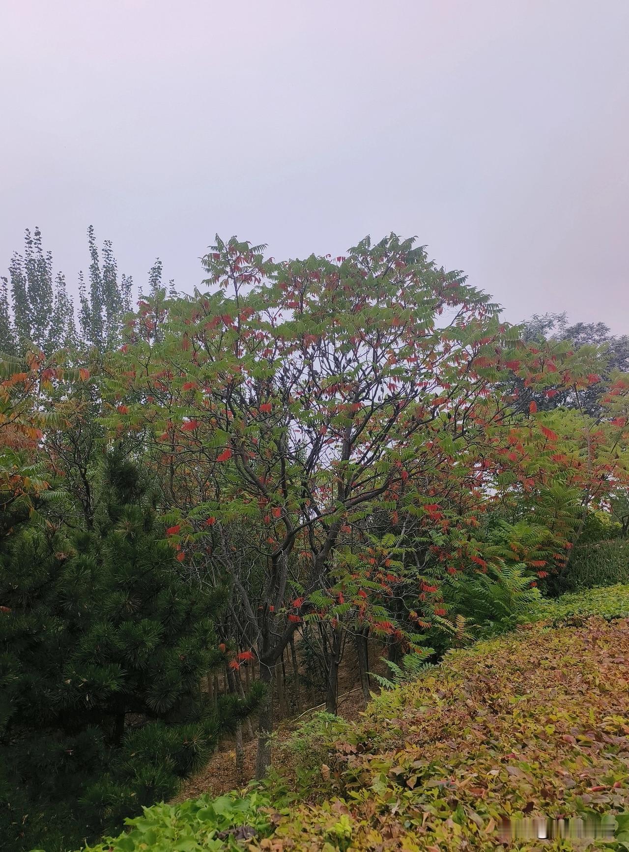 红叶，绿叶，黄叶，交织在一起，形成了美丽的秋景，秋天的颜色是非常壮丽的，是非常厚