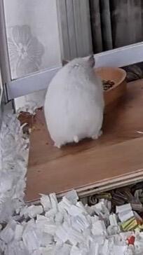 我家仓鼠的背影好像小猪猪哦