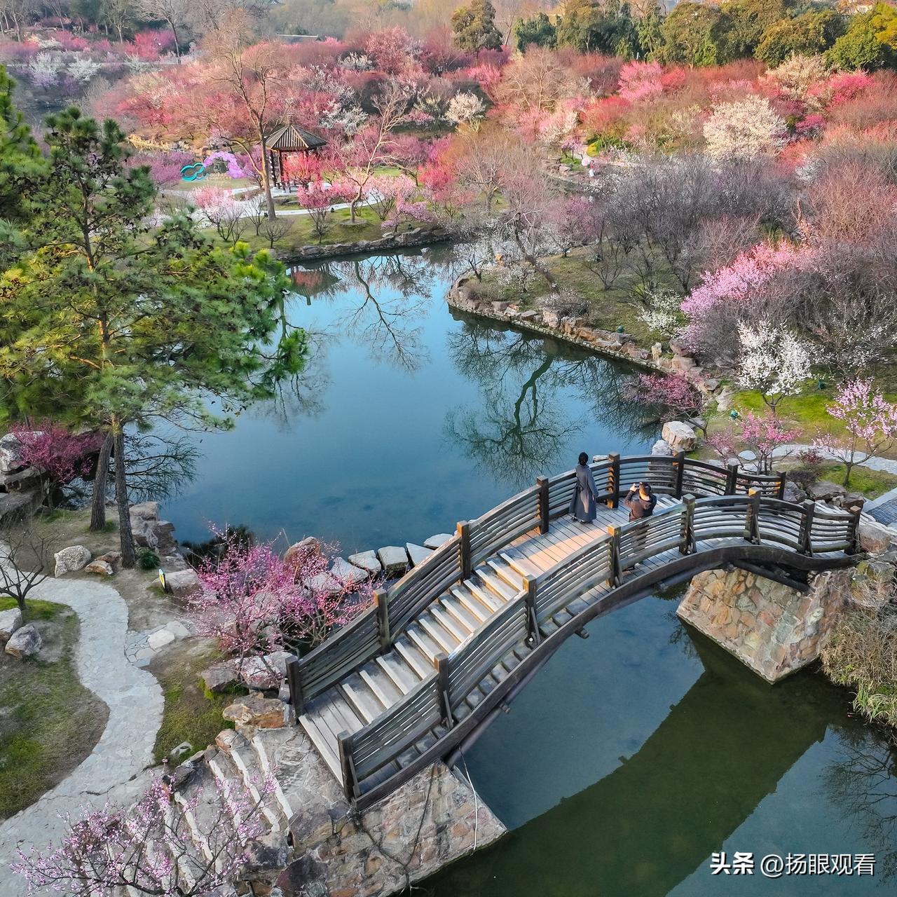 春天来到扬州瘦西湖湖上梅林