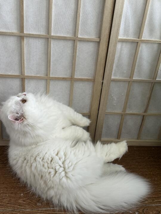 谁家小可爱在睡觉呀～