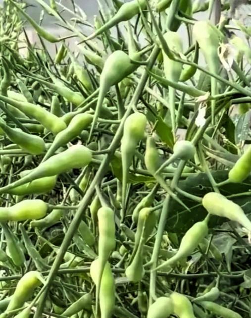 长居城市分不清田间作物野菜，难道只有农村人才认得？
我盯着图片里一串串两头尖的青