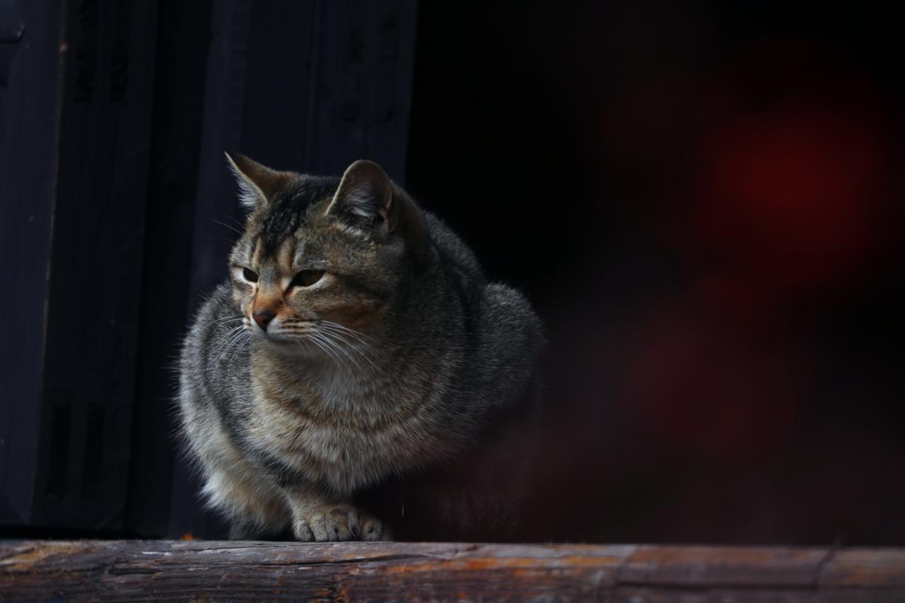 湖州除了铁佛寺的红梅，位于城南金盖山的古梅花观的红梅、白梅、腊梅正当时，不要错过