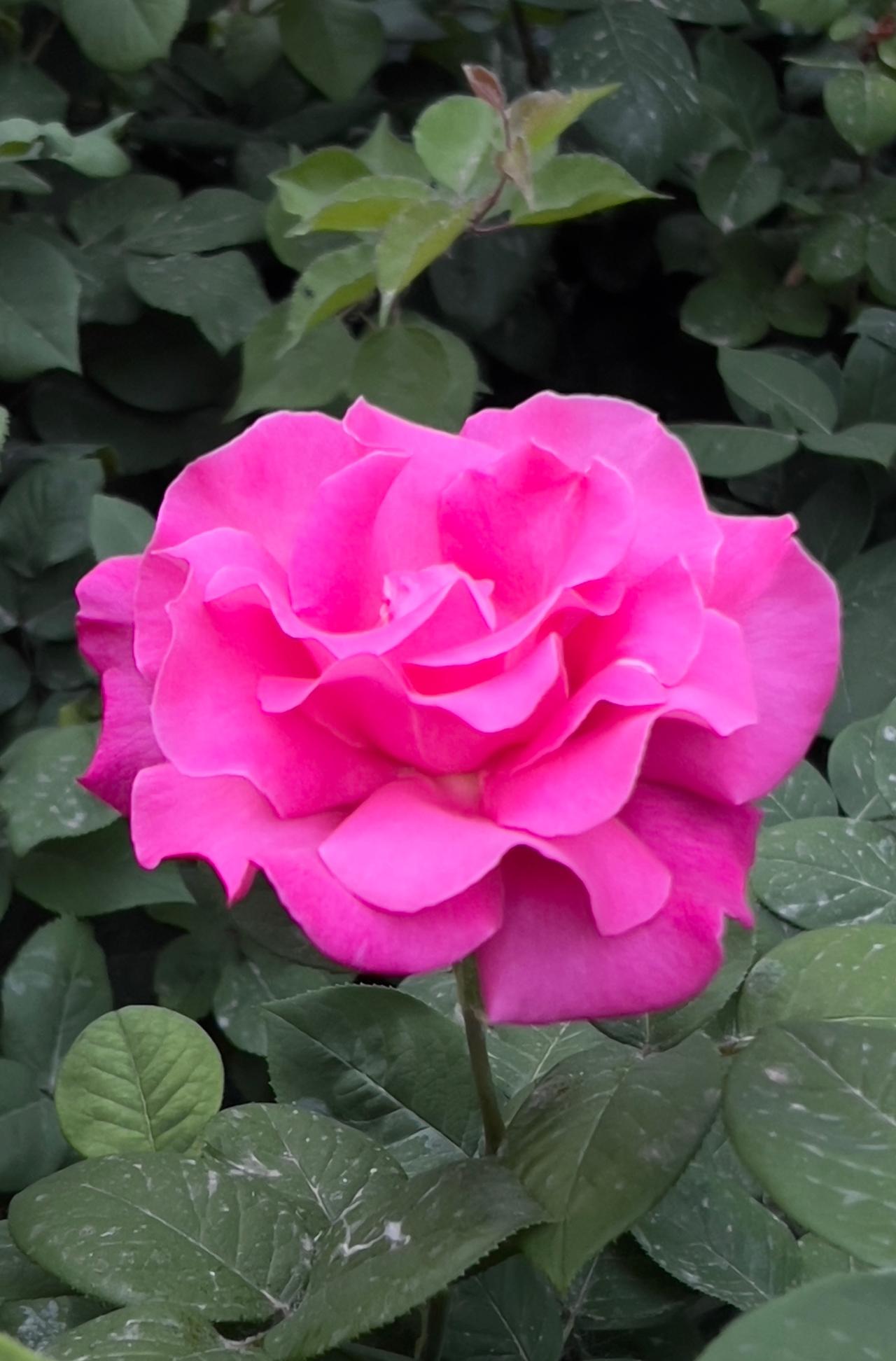 绝美花朵随手拍分享我拍的粉色月季花：粉霞映碧叶，芳华映日红。