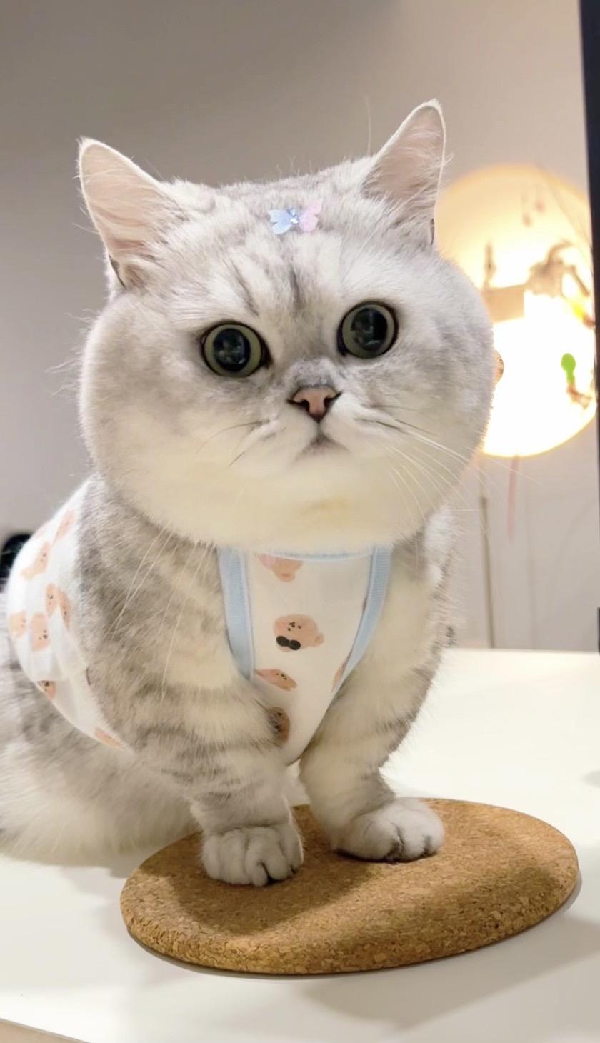 人 咪可爱吗