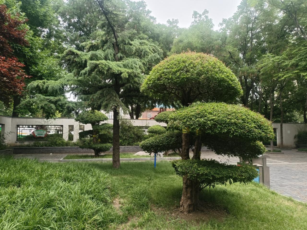 都知道三体式出功夫，
但是真正坚持下来的很少很少，
三体式强调龙折身，
其实就是