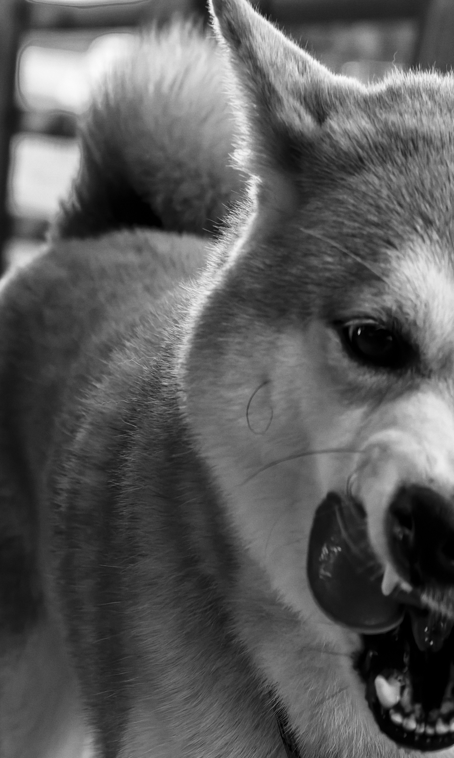 清晨、莱卡、少爷 