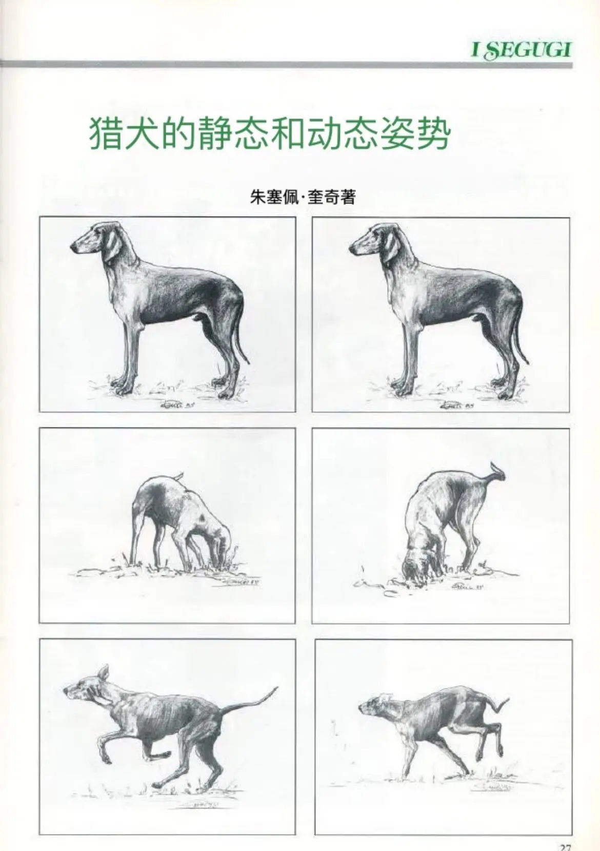 意大利segugi动态和静态展示