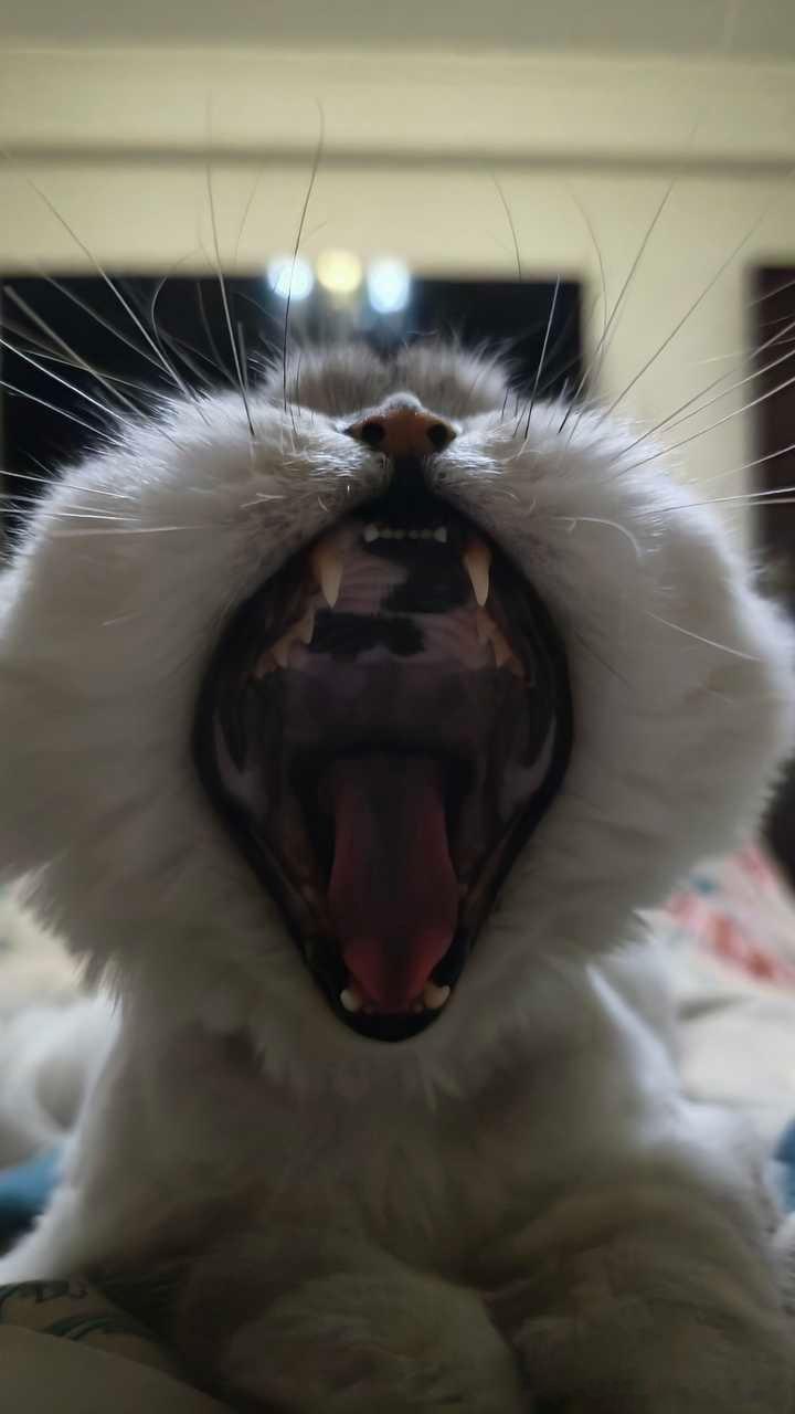 50278【丑猫】我家赖皮蛇响尾蛇眼镜蛇，丑，嘴还滂臭