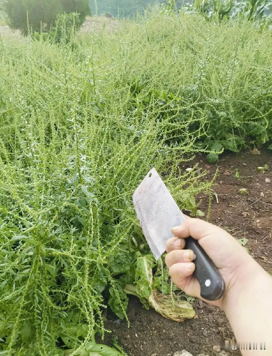 像我这样在农村干农活的不多吧，不要想着自己过的安逸，却不想着父母在农村受苦，无论