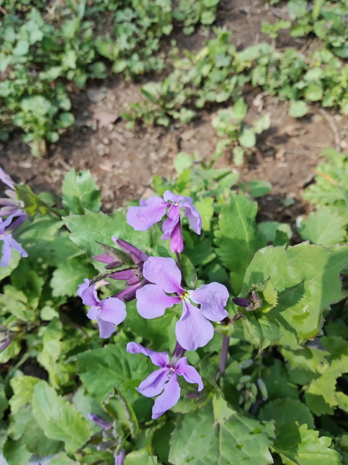 我爱兰🌸异众芳，不将颜色媚春阳。
深谷幽居藏傲骨，清风为伴自芬芳。不与繁花争艳