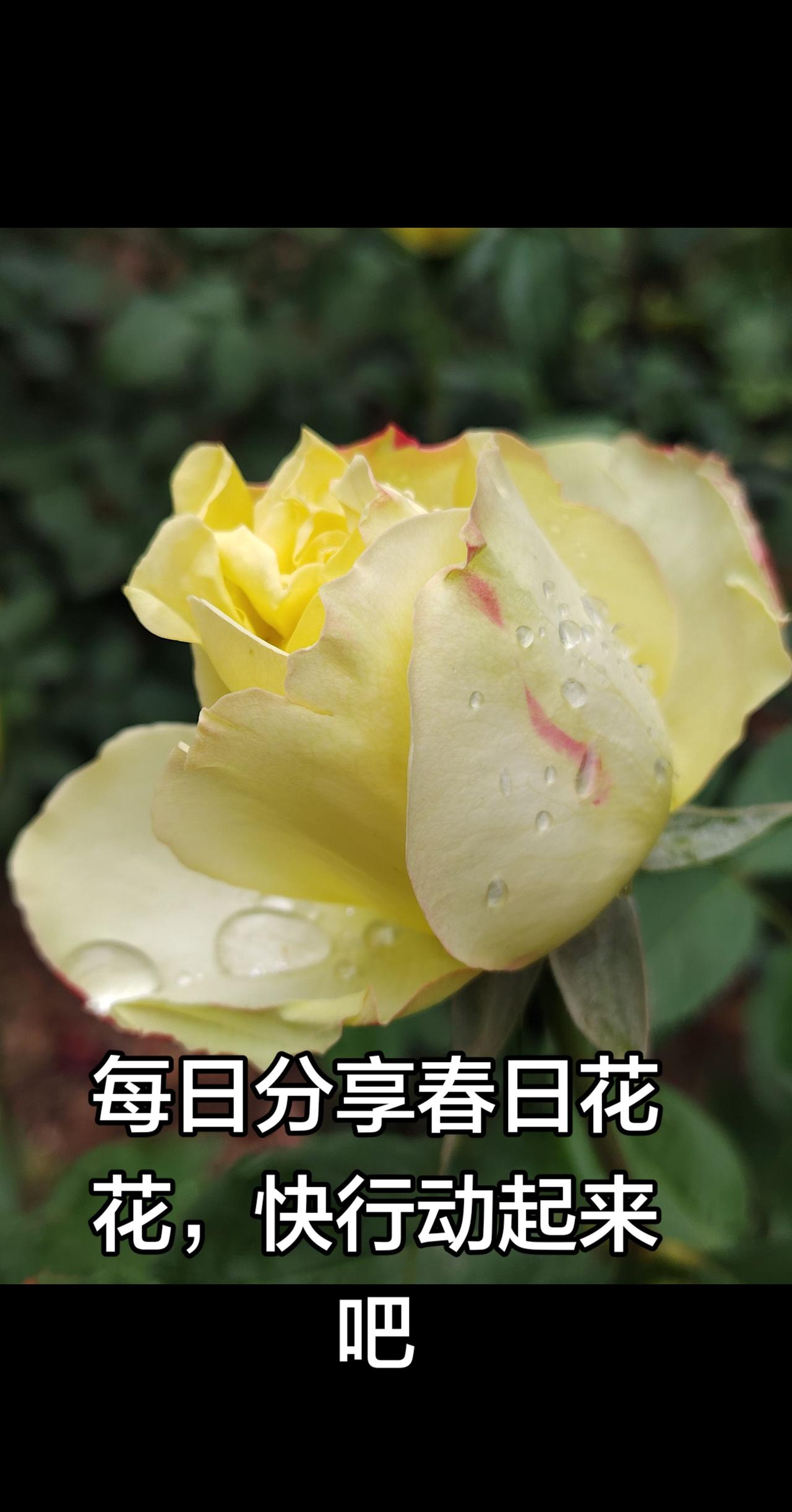 你都拍到了什么花样的春天快展现出来吧