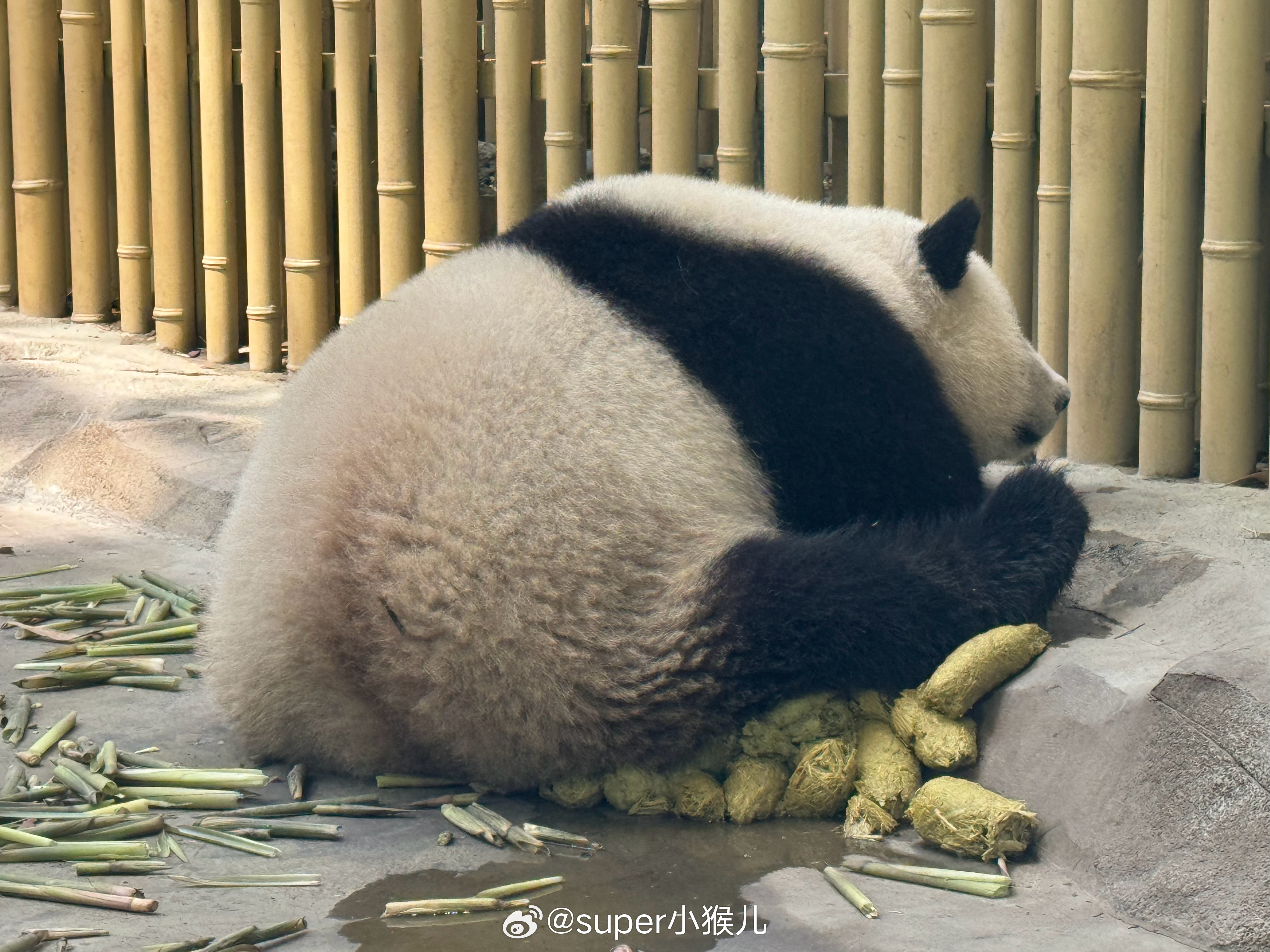 轮文：遇💩不慌，淡定就好