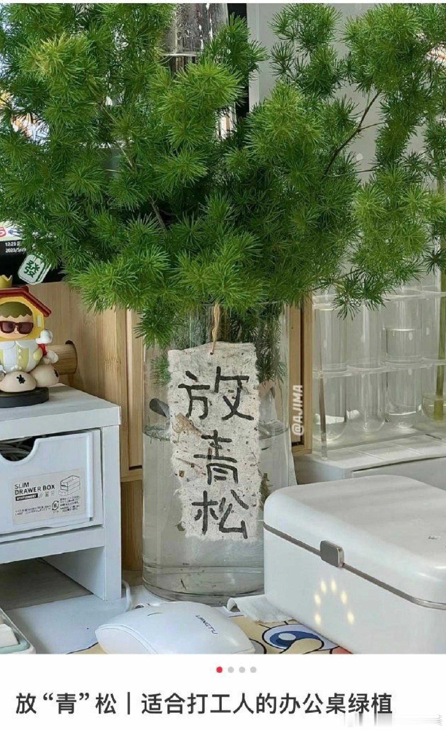 当代打工人在养一种很新的绿植春风里派对职场那些事 深圳·平湖